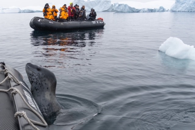 Seal in Antarctica